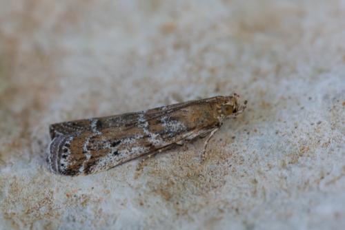 Réf. 289 483 : Phycitinae inconnu